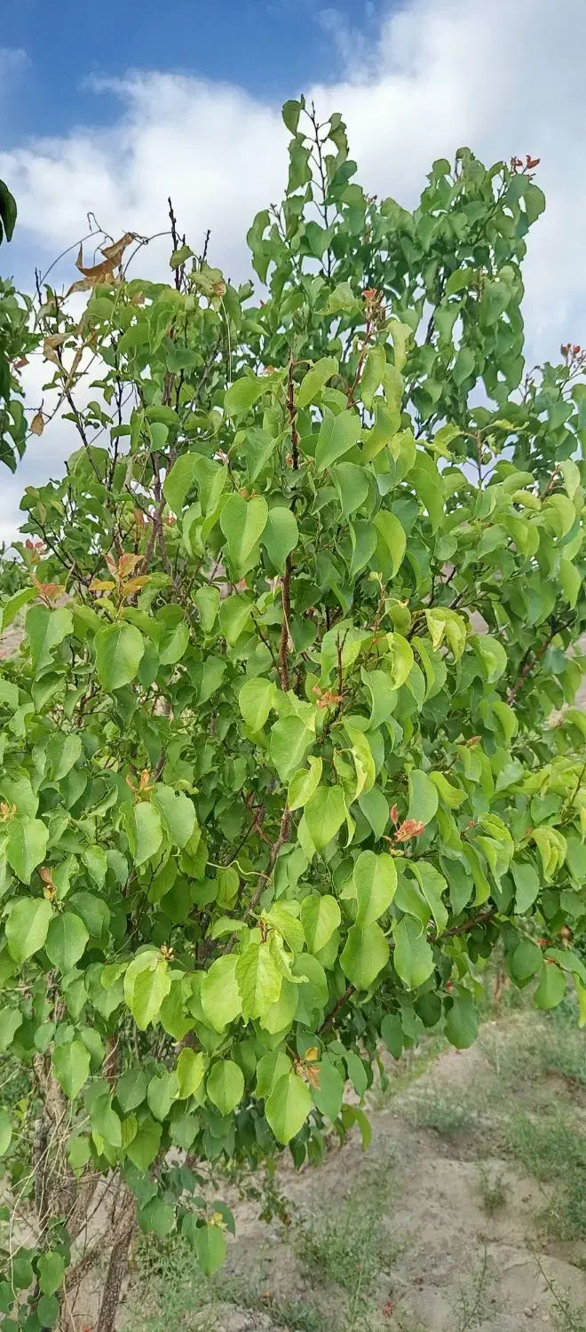 کود|خدمات باغبانی و درختکاری|خاش, |دیوار