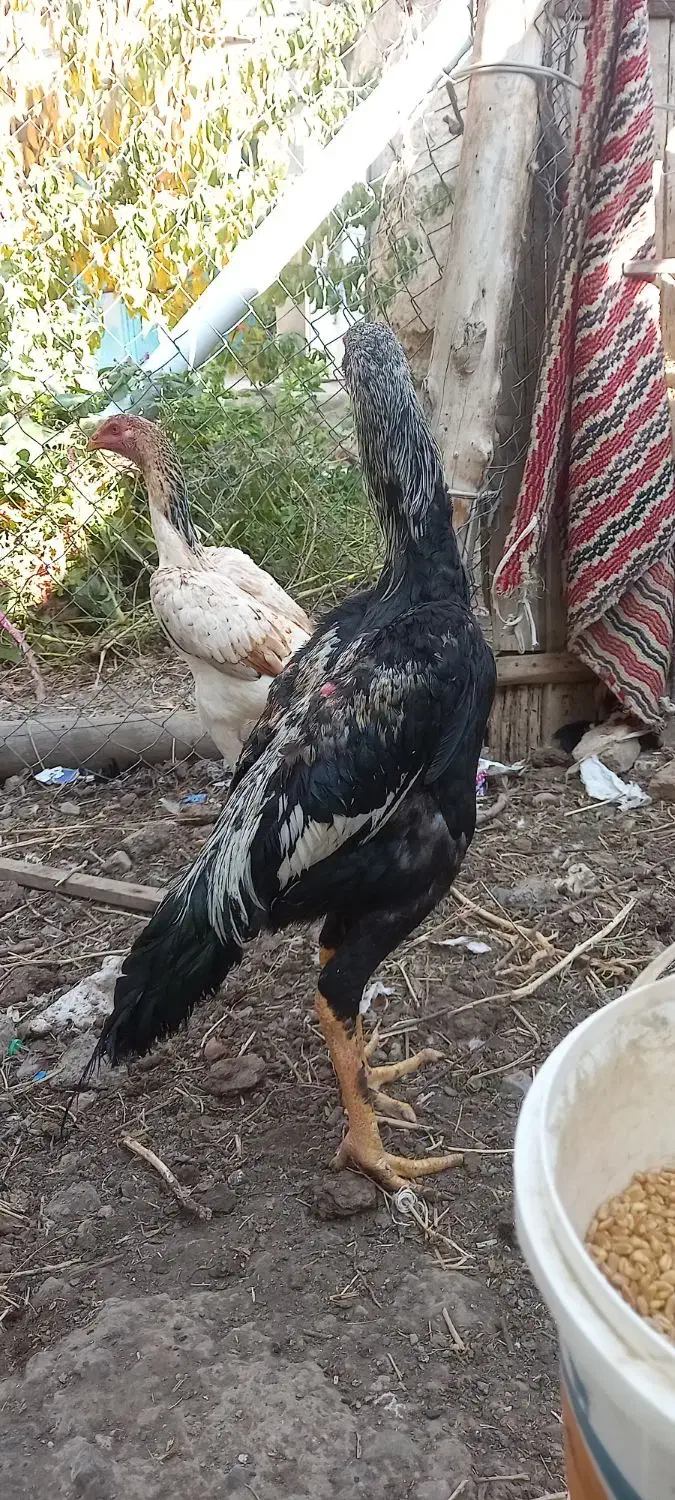 خروس لاری|حیوانات مزرعه|صوفیان, |دیوار