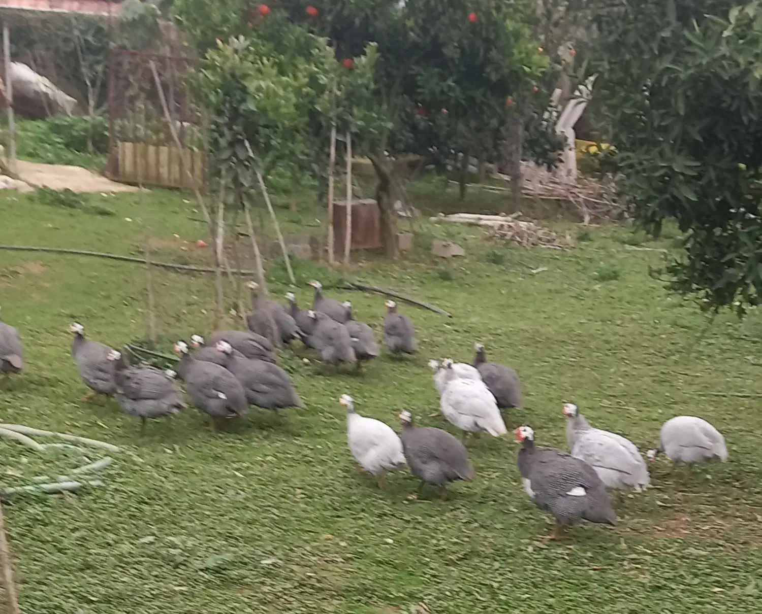 مرغ شاخدار|حیوانات مزرعه|قائم‌شهر, |دیوار