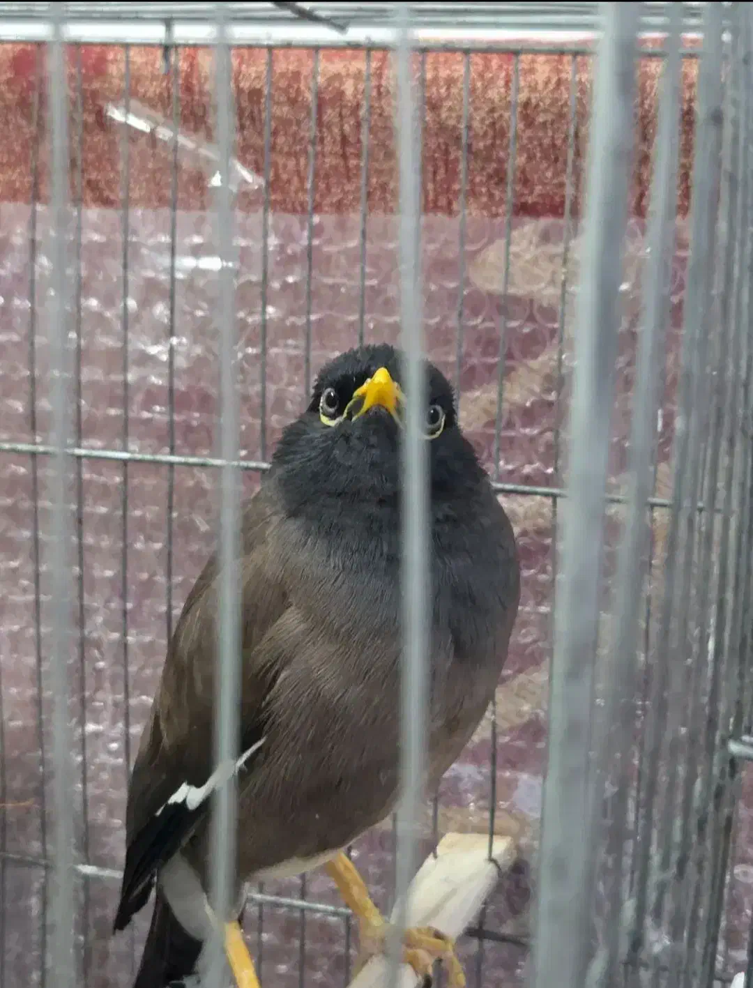 مرغ مینا سخنگو|پرنده|پلدختر, |دیوار