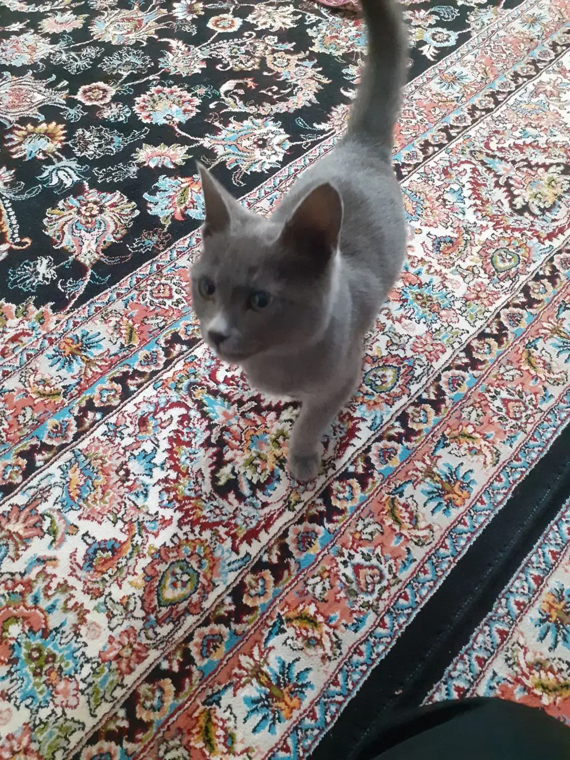 واگذاری گربه خونگی|گربه|قوچان, |دیوار