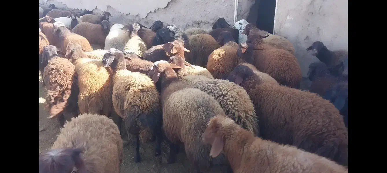 بره نر ماده چاق چاق آماده کشتار|حیوانات مزرعه|نیشابور, مازول|دیوار