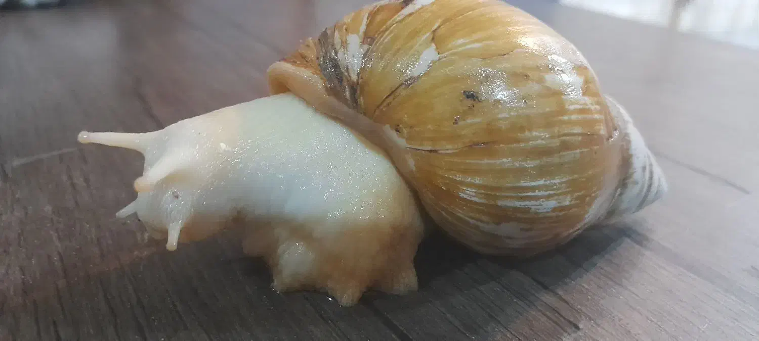 فروش حلزون آلبینو|خزنده|آبادان, |دیوار