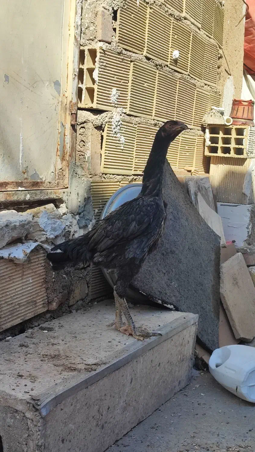 نیمچه اشامو|حیوانات مزرعه|تهران, سازمان آب|دیوار