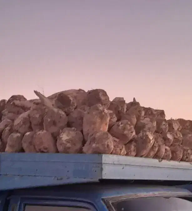 چغندر قندی|لوازم جانبی حیوانات|طاغنکوه, |دیوار