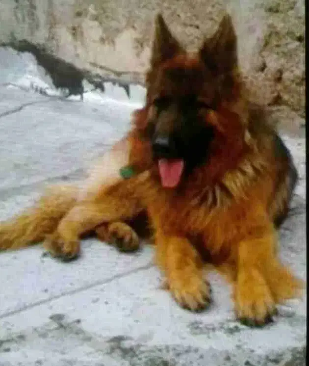 ماده ژرمن شوداین مو بلند وارداتی بفروش میرسد|سگ|کهریزک, |دیوار