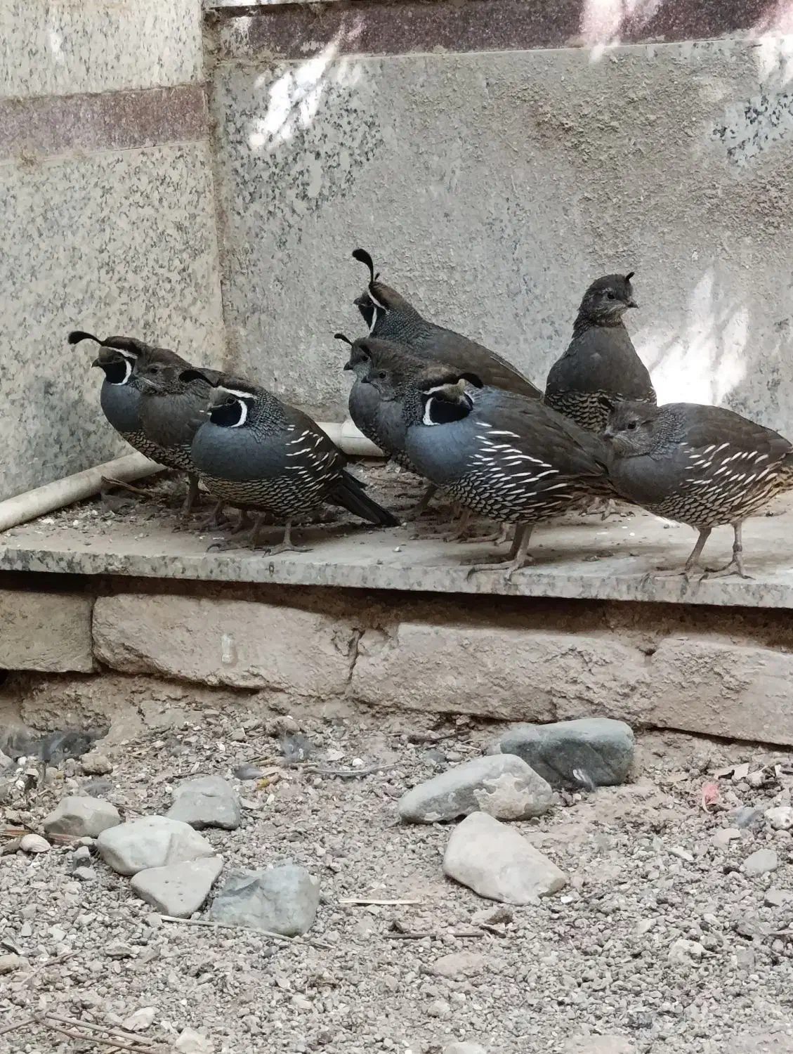 بلدرچین کالیفرنیایی بالغ|حیوانات مزرعه|تهران, دولاب|دیوار