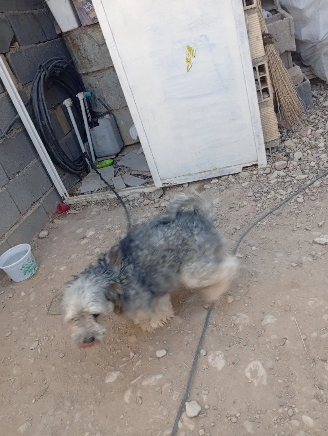 سگ پاپی خانگی|سگ|لردگان, |دیوار