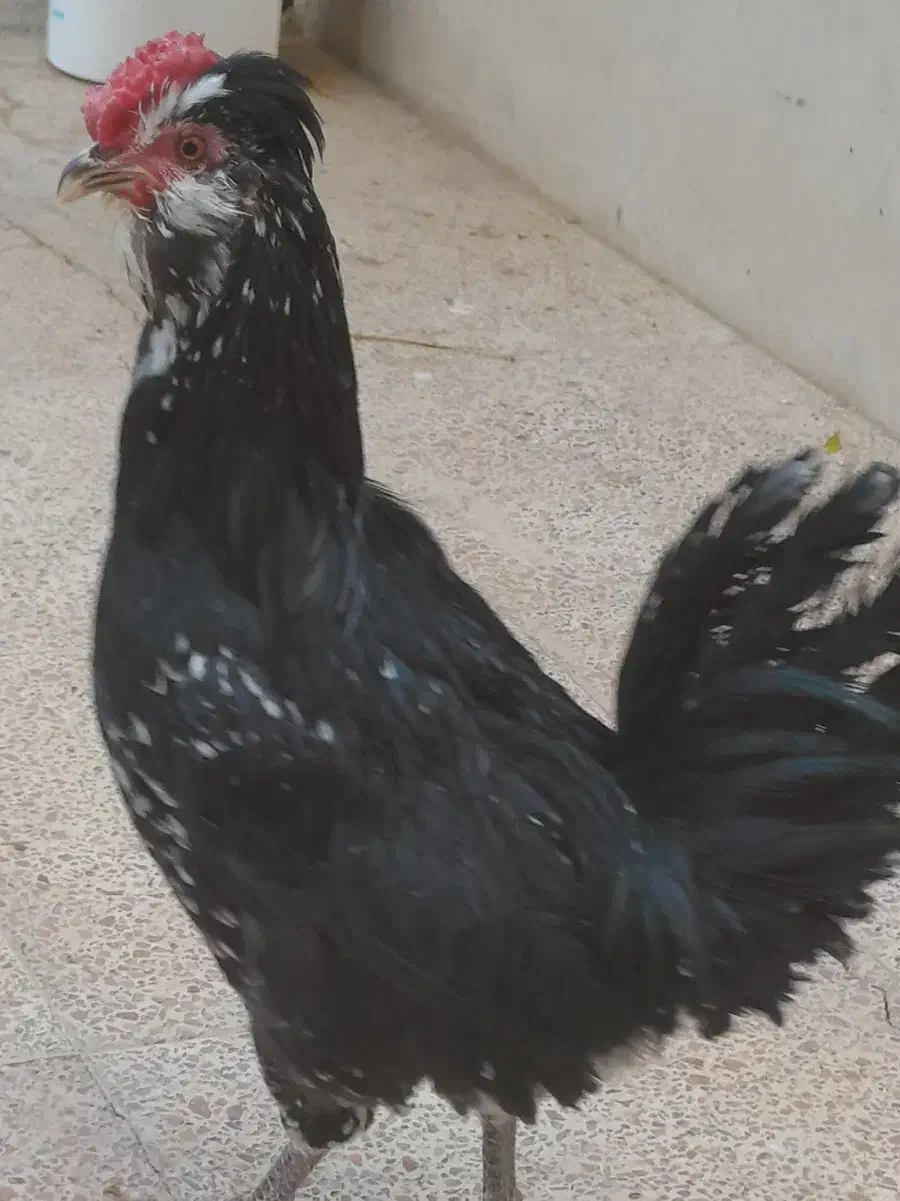 فروش تخم نطفه دار و جوجه|حیوانات مزرعه|زرندیه, |دیوار