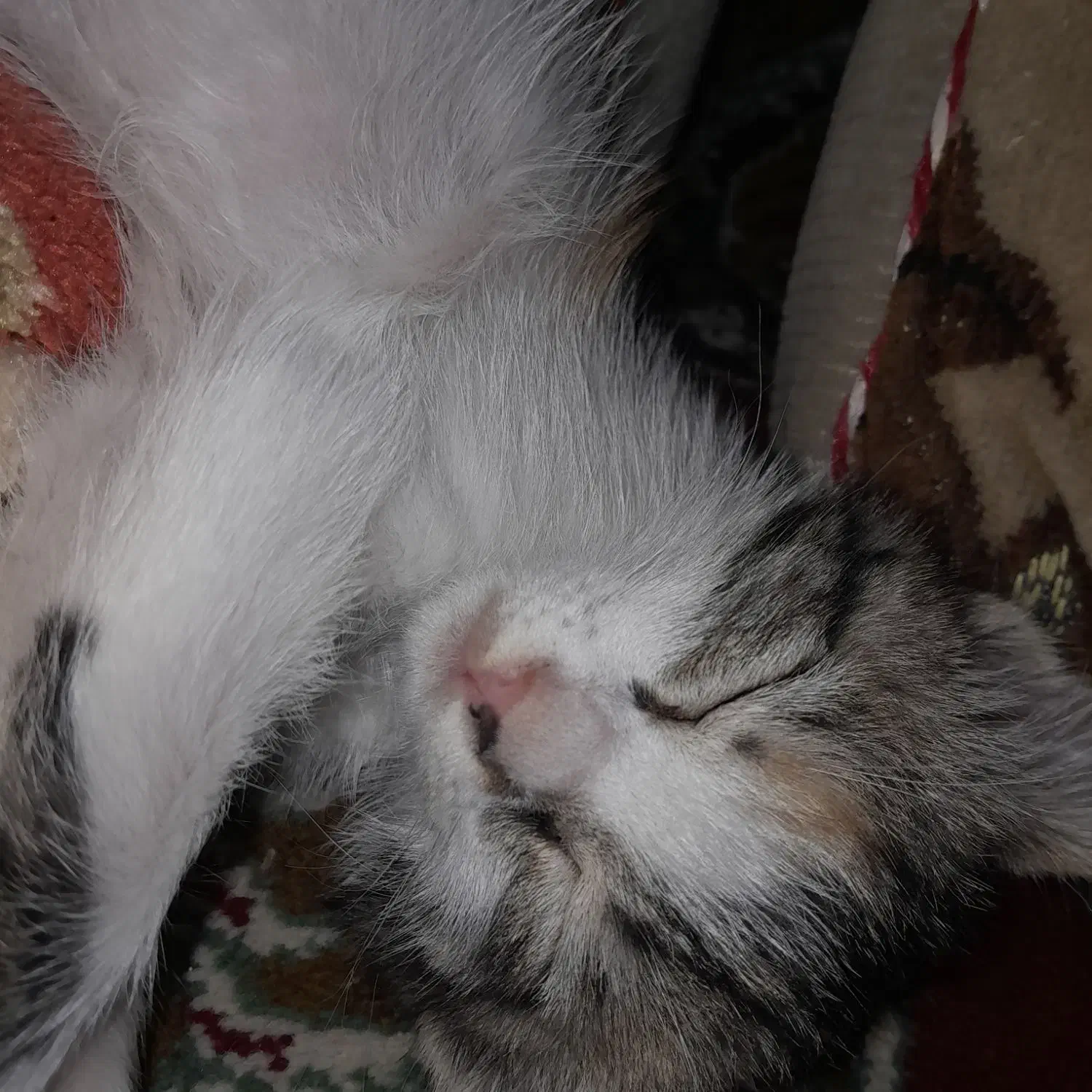 بچه گربه گم شده|حیوانات|داراب, |دیوار