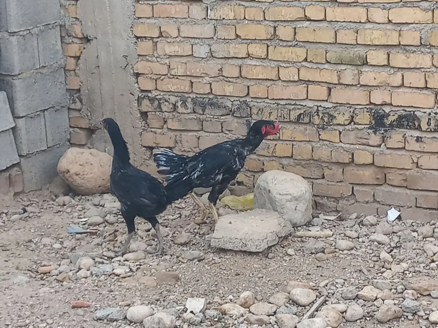 مرغ و خروس لاری|حیوانات مزرعه|کازرون, |دیوار