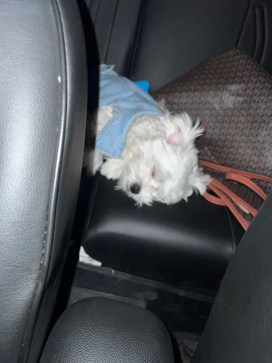 واگذاری سگ ماده|سگ|شیراز, وصال|دیوار