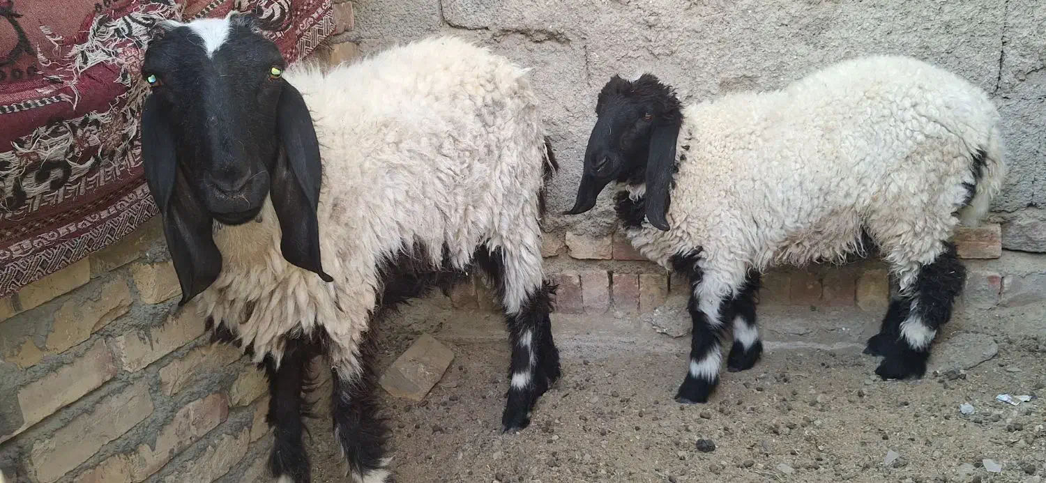 میش لتکی و بره|حیوانات مزرعه|سیب و سوران, |دیوار