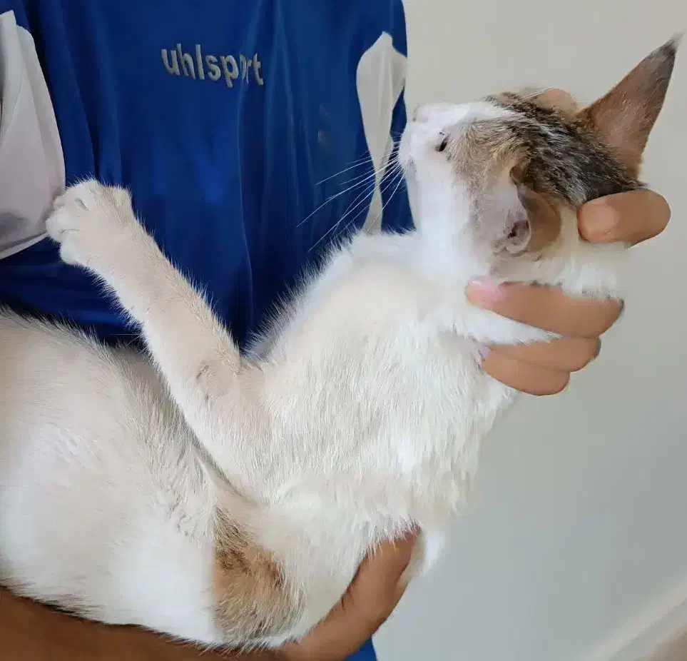 گربه ماده|گربه|بندرعباس, |دیوار