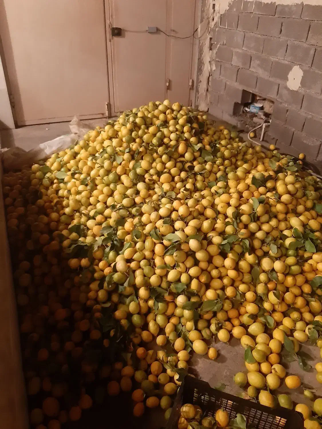 خرید عمده وخرده اجاره باغ|خدمات باغبانی و درختکاری|دوگنبدان, |دیوار