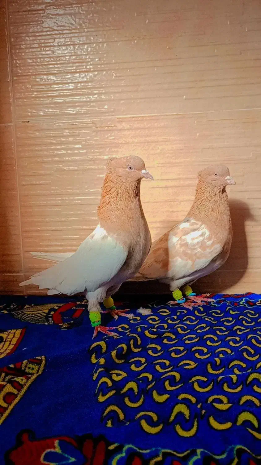 یک جفت کله زرد کاکلی روی تخم|پرنده|رشتخوار, |دیوار