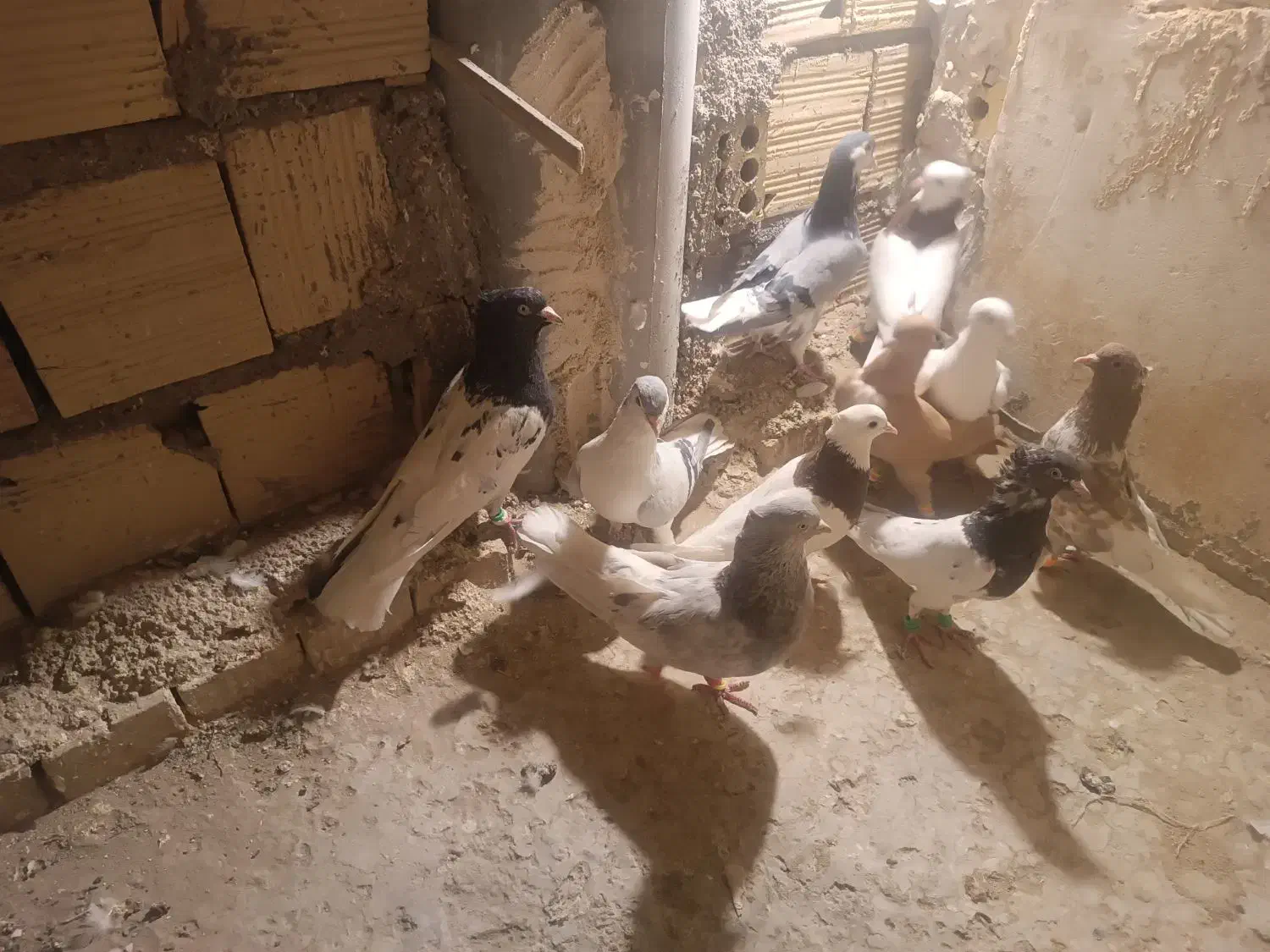 کبوتر|پرنده|تربت جام, مطهری|دیوار