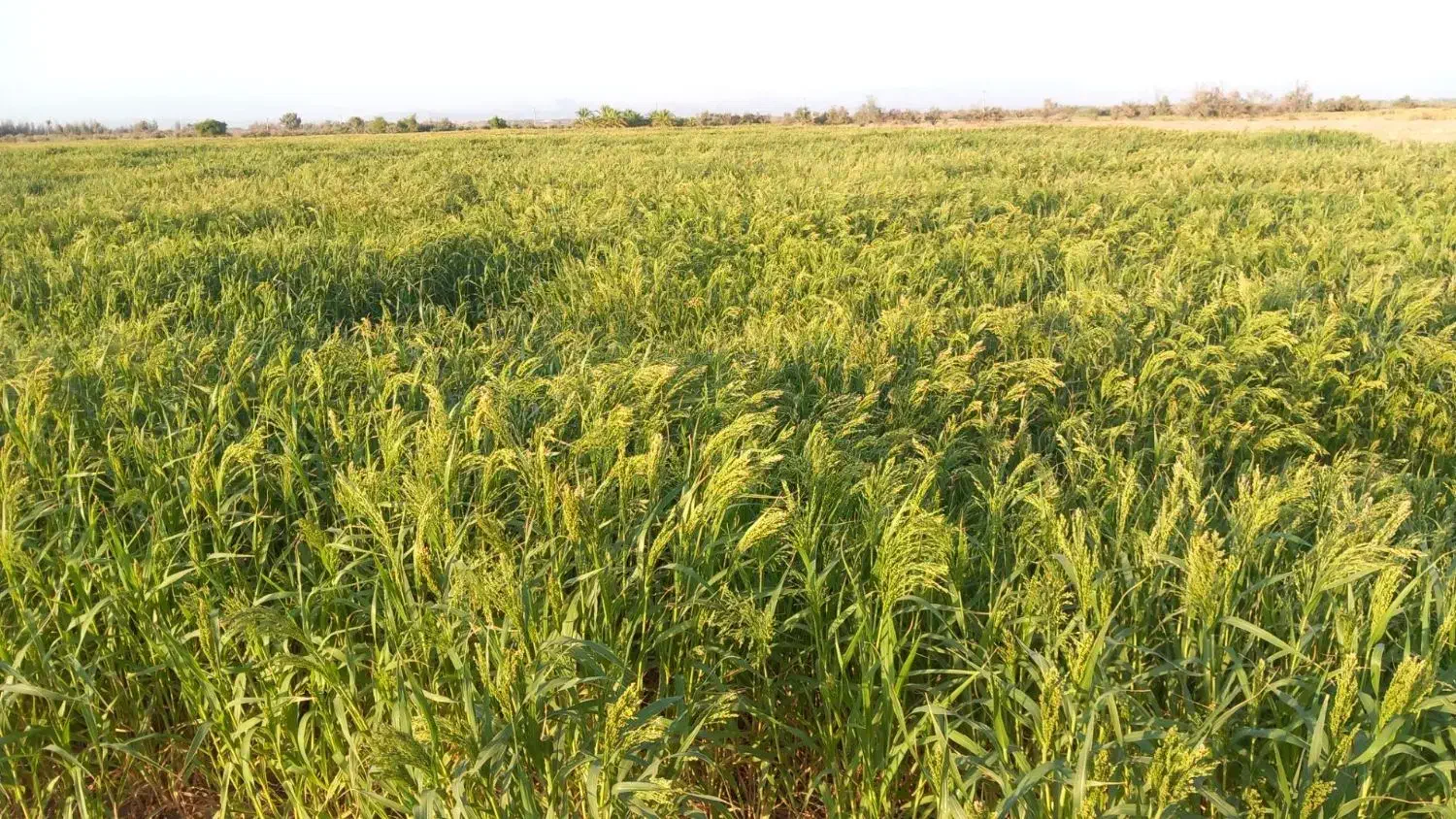 ارزن محلی|لوازم جانبی حیوانات|جازموریان, |دیوار