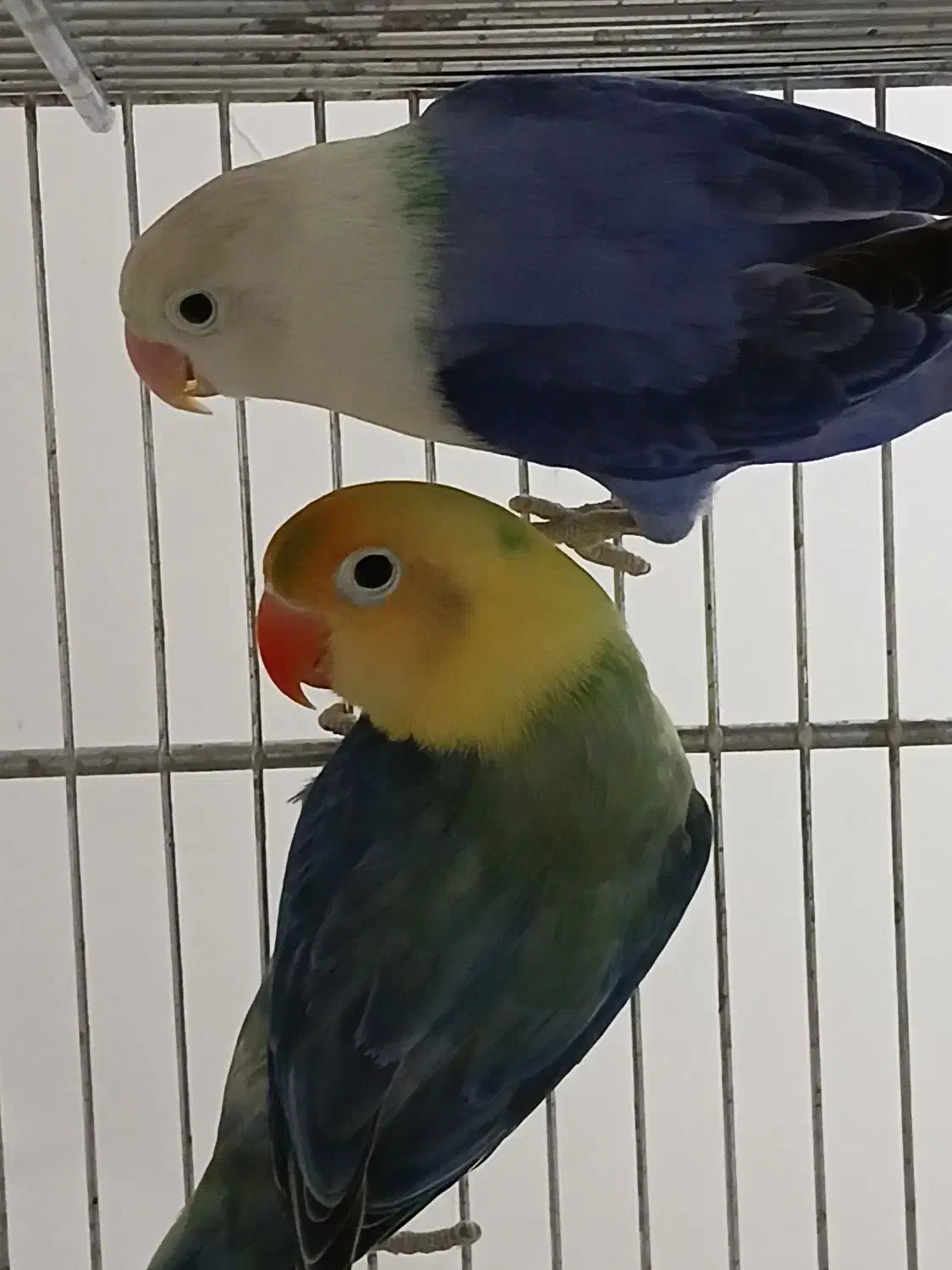 طوطی برزیلی اپلاین مولد روتخم جوجه دستی مرغ عشق|پرنده|کرج, حیدرآباد|دیوار