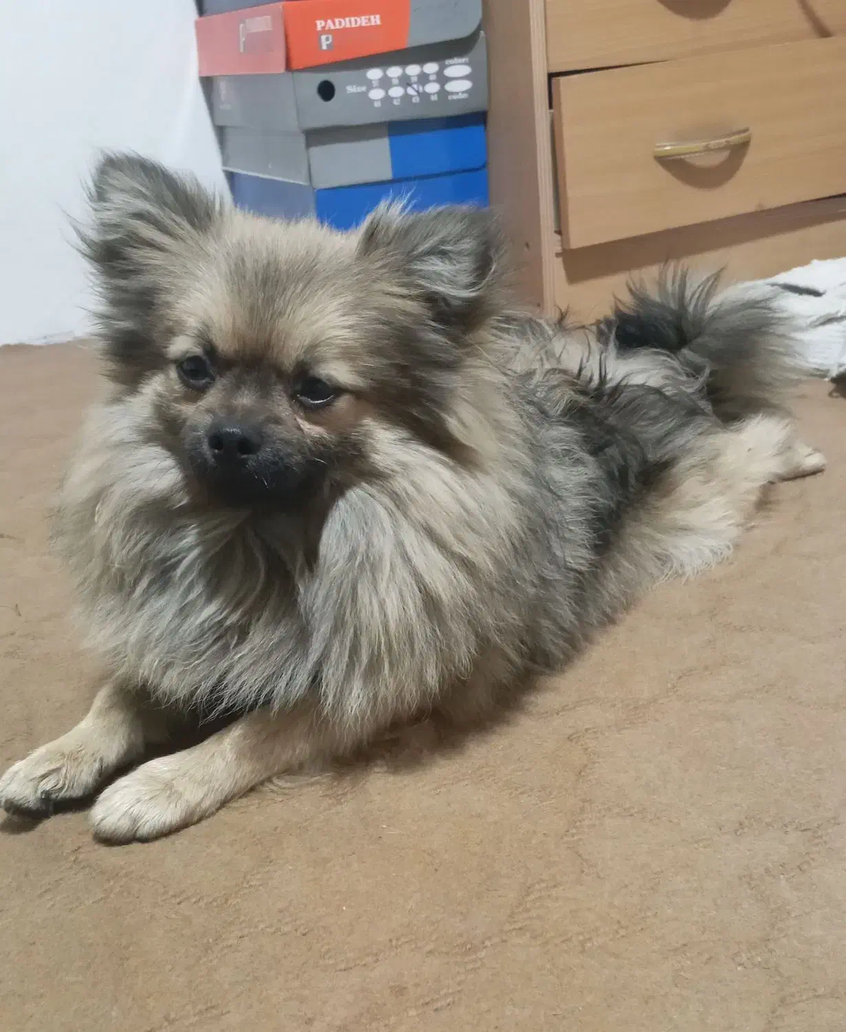 سگ پامرانین روباهی زیبا|سگ|آمل, |دیوار