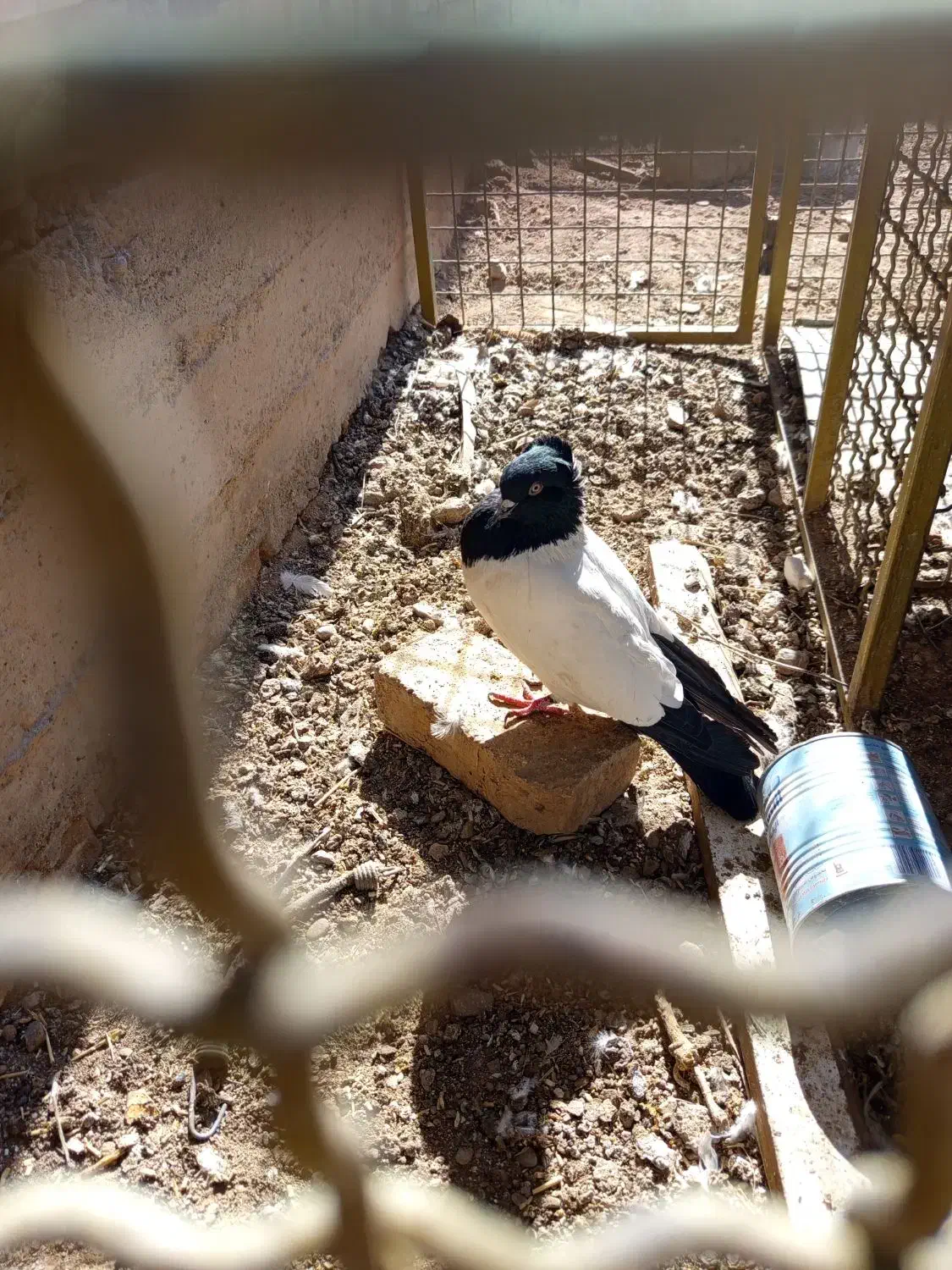 کفتر کله دم سیاه|پرنده|آباده, |دیوار