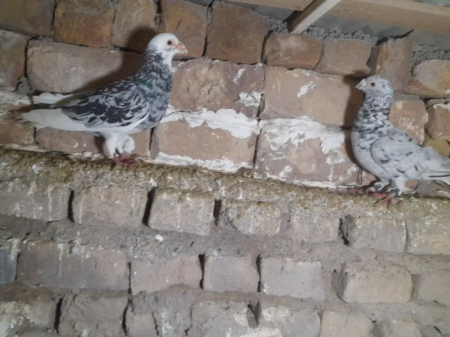 گفتر ۱۰|پرنده|نیشابور, مازول|دیوار