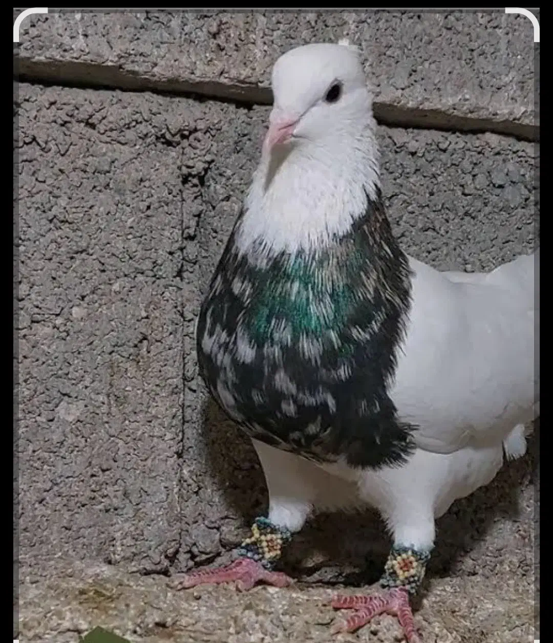 کبوتر  طوقی متن|پرنده|اسلام‌‌آباد غرب, |دیوار