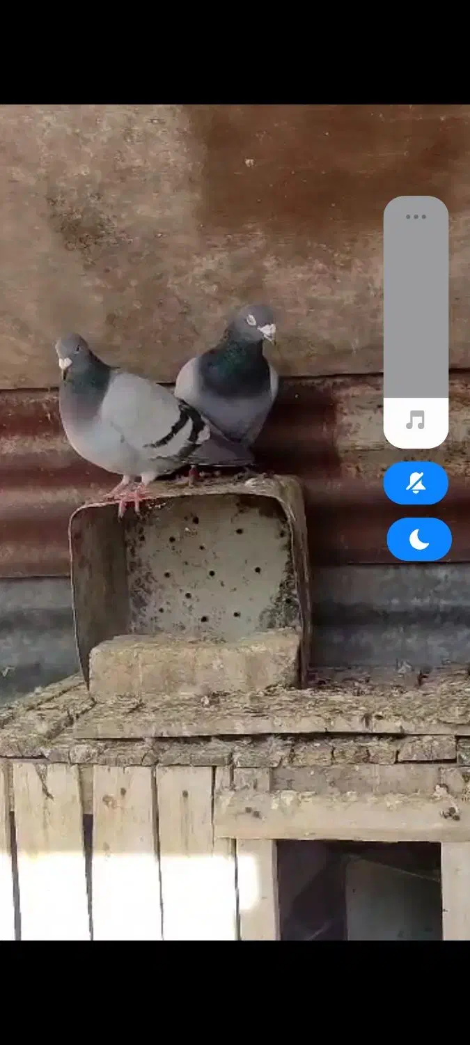 پلاکی درکوار|پرنده|شیراز, فرودگاه شهید دستغیب شیراز|دیوار