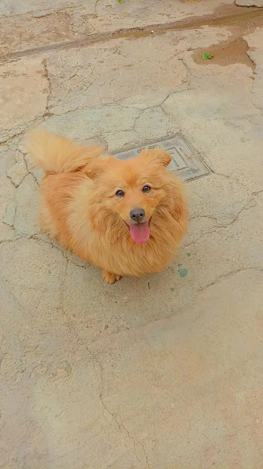 سگ خرسی پامرا|سگ|شاهین دژ, |دیوار