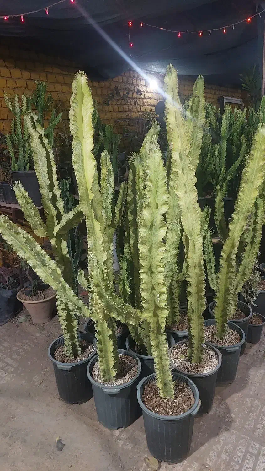 گلخانه ترنج. خیابان آزادکان(کوچه حمام شیک)|گل و گیاه طبیعی|شاهرود, |دیوار