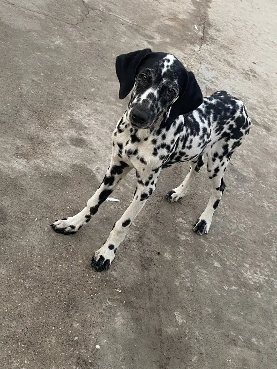واگزاری توله دالمیشن (اگهی رو کامل بخونید)|سگ|اهواز, کوروش|دیوار