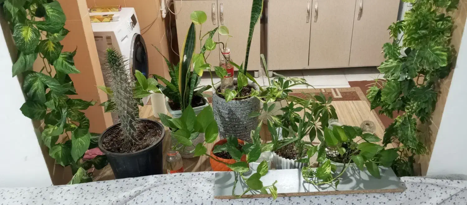 استخدام نیروی خانوم جهت کار در منزل|استخدام سرایداری و نظافت|محمدیه-قزوین, |دیوار