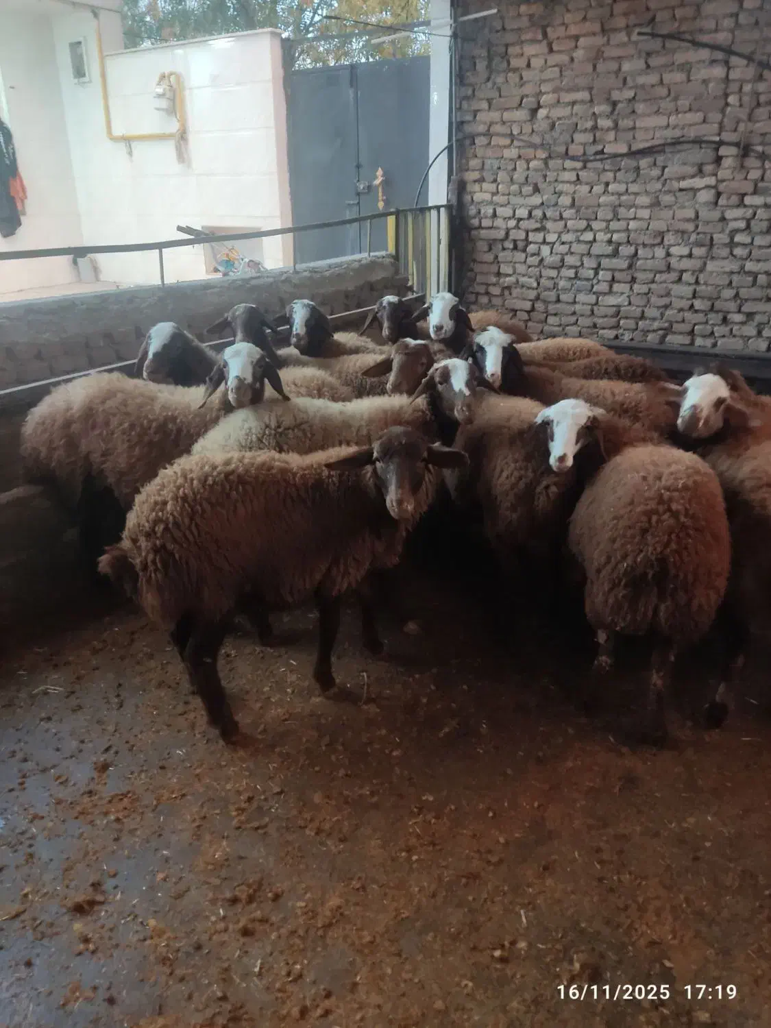 بره ماده|حیوانات مزرعه|کوهدشت, |دیوار