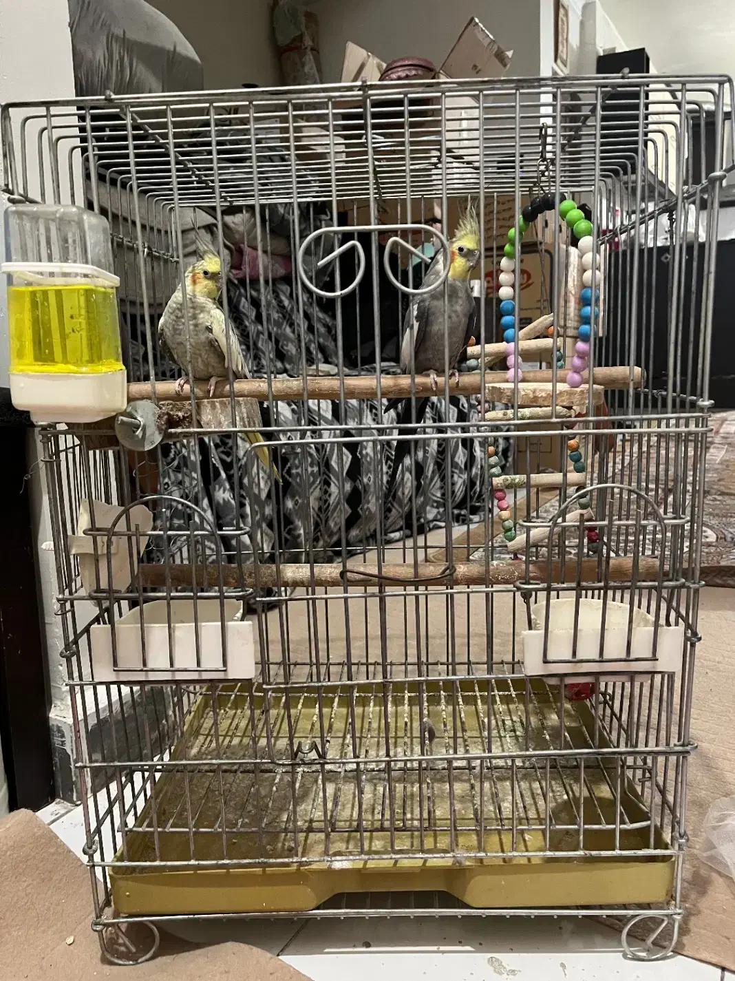 عروس هلندی نر و ماده مولد|پرنده|شهریار, شهریار|دیوار