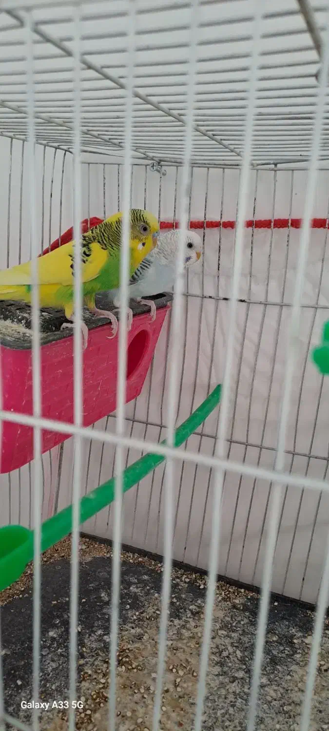 یک جفت مرغ عشق سالم|پرنده|مشهد, فریزی|دیوار