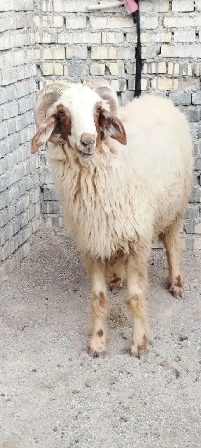 قوچ. اهواز|حیوانات مزرعه|حمیدیه, |دیوار