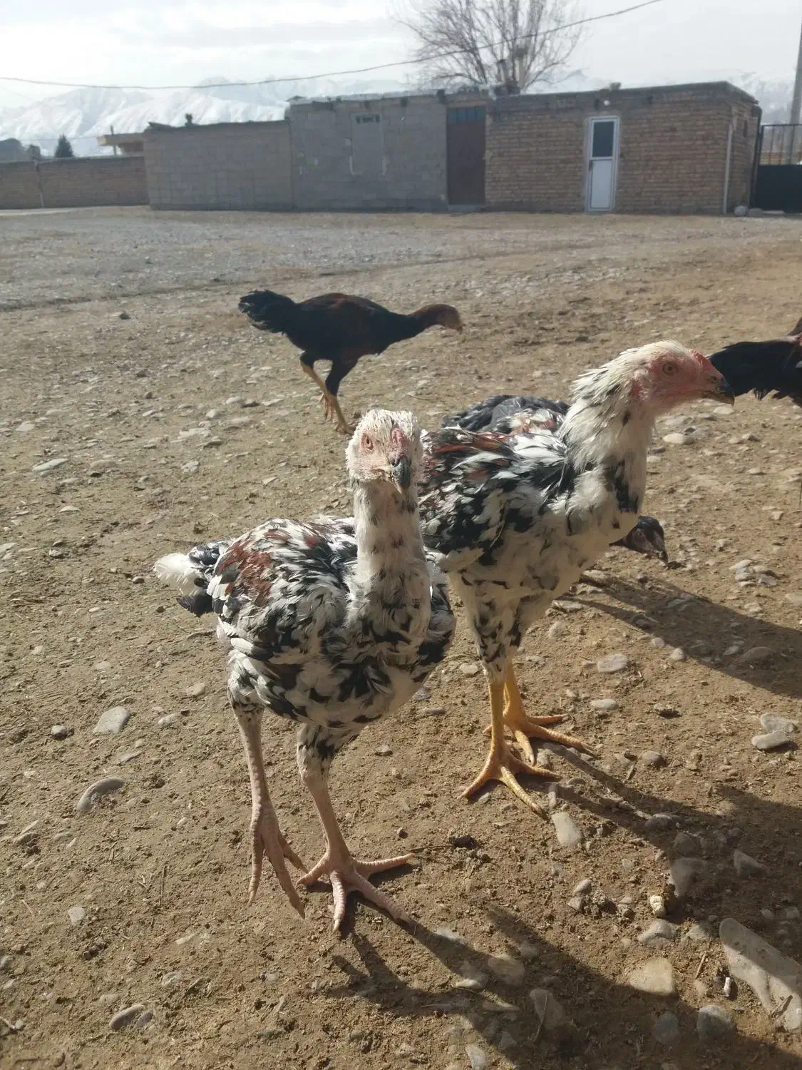 خروس لاری|حیوانات مزرعه|مشهد, یاس|دیوار