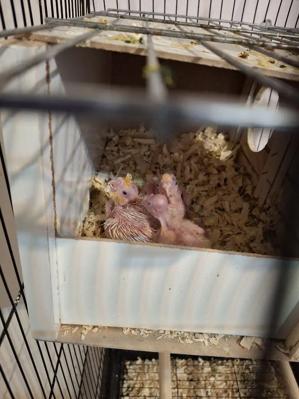 جفت عروس هلندی|پرنده|فردیس, شهرک ناز|دیوار