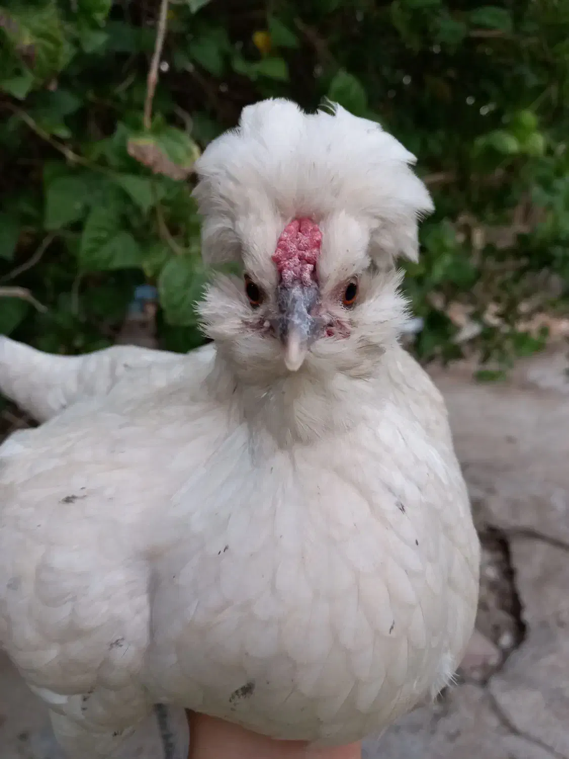 مرغ تخم گذار|حیوانات مزرعه|شادگان, |دیوار