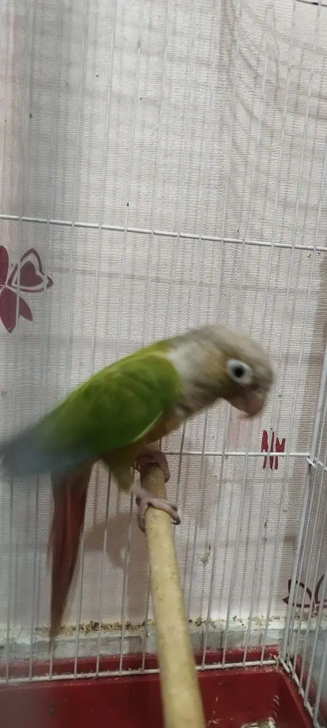 گرینچیک|پرنده|اهواز, سپیدار|دیوار