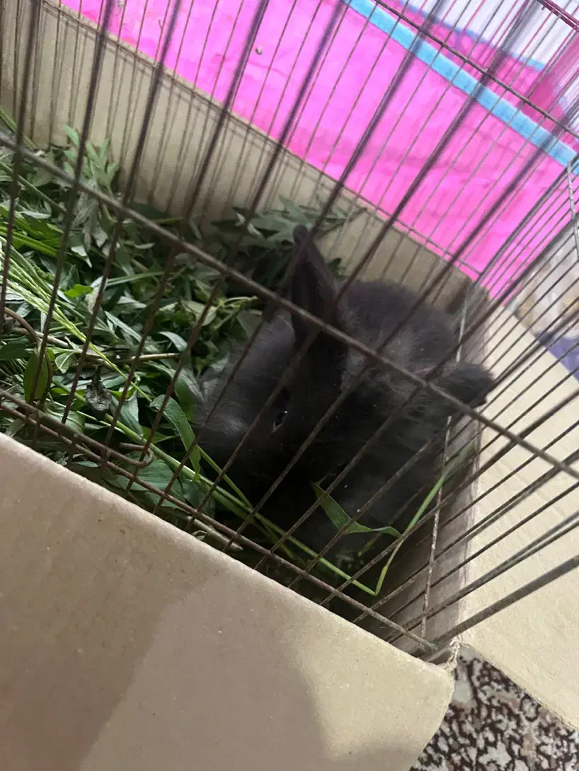 خرگوش|موش و خرگوش|رشت, بوسار|دیوار