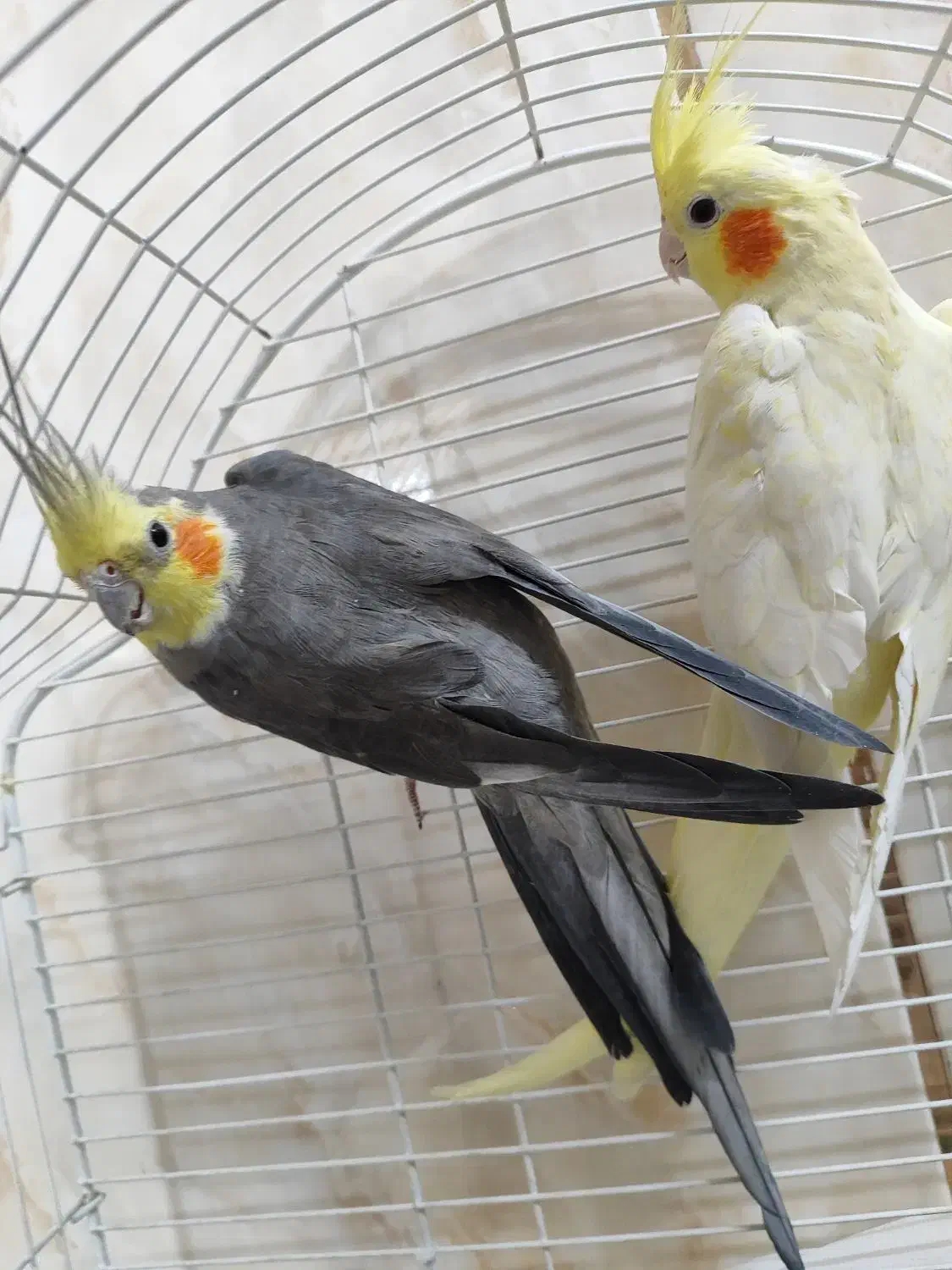 عروس هلندی|پرنده|خمینیشهر, |دیوار