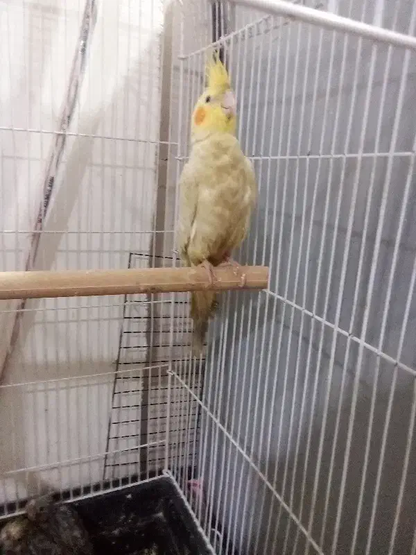 عروس دستی|پرنده|زنجان, |دیوار