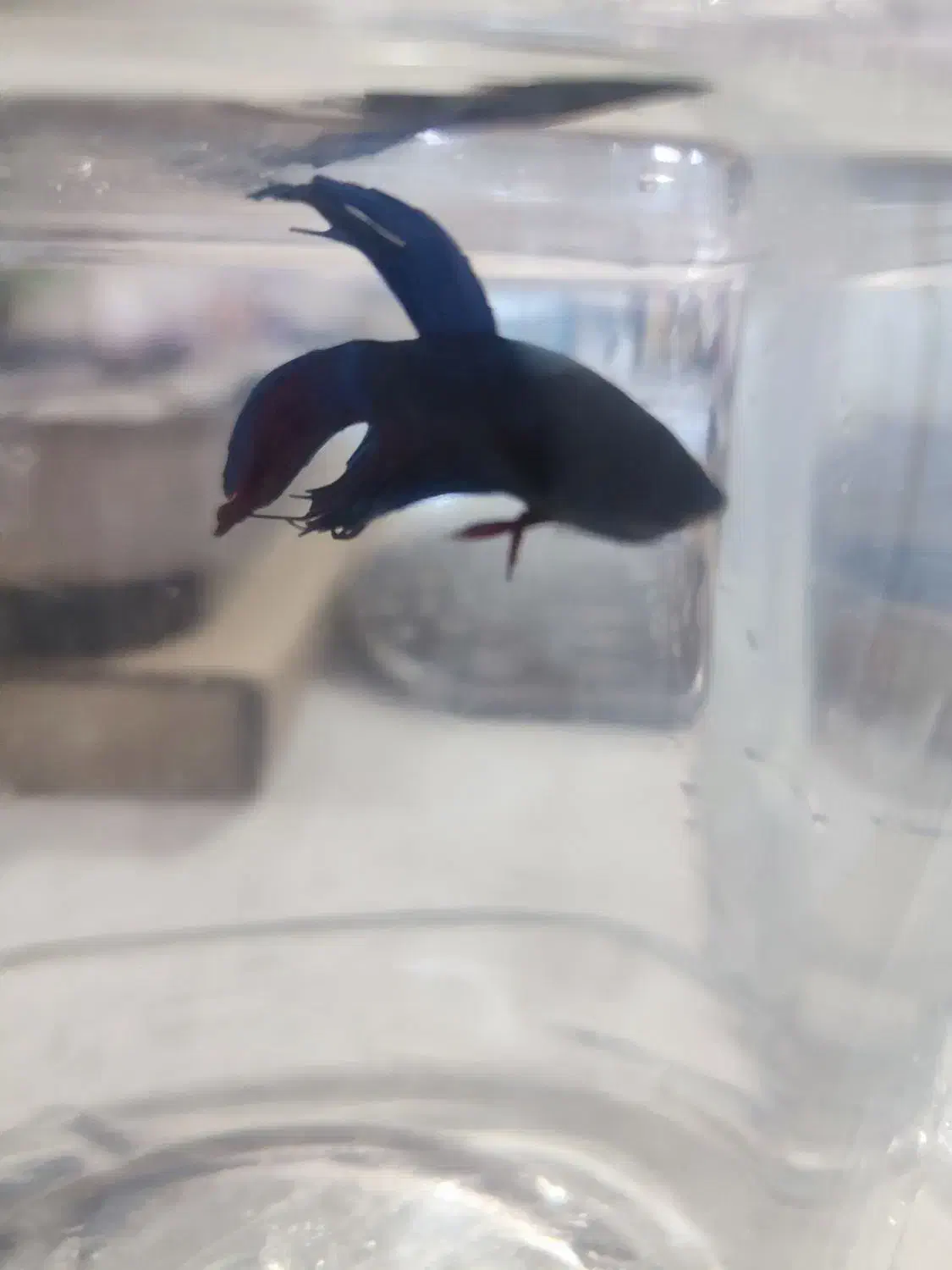 ماهی فایتر|ماهی|جم, |دیوار