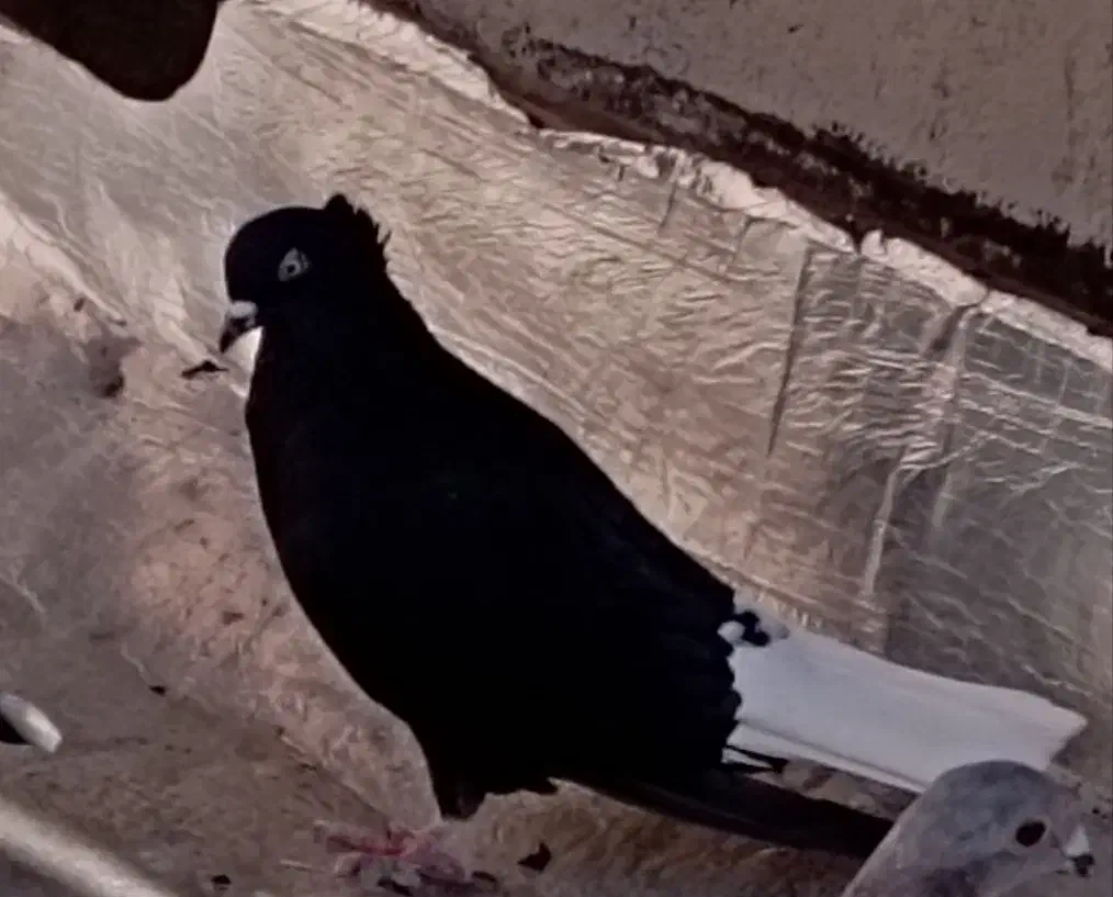 کفتر ،دم سفید|پرنده|فردوس (خراسان), |دیوار