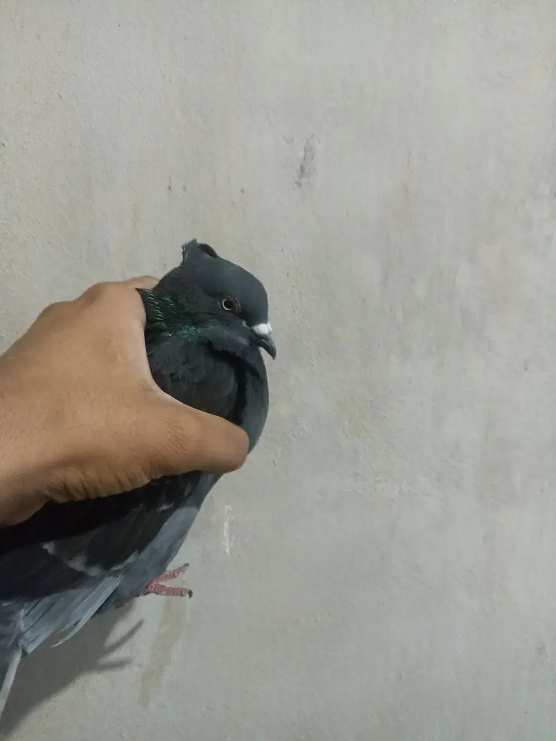 کبوتر|پرنده|امیدیه, |دیوار