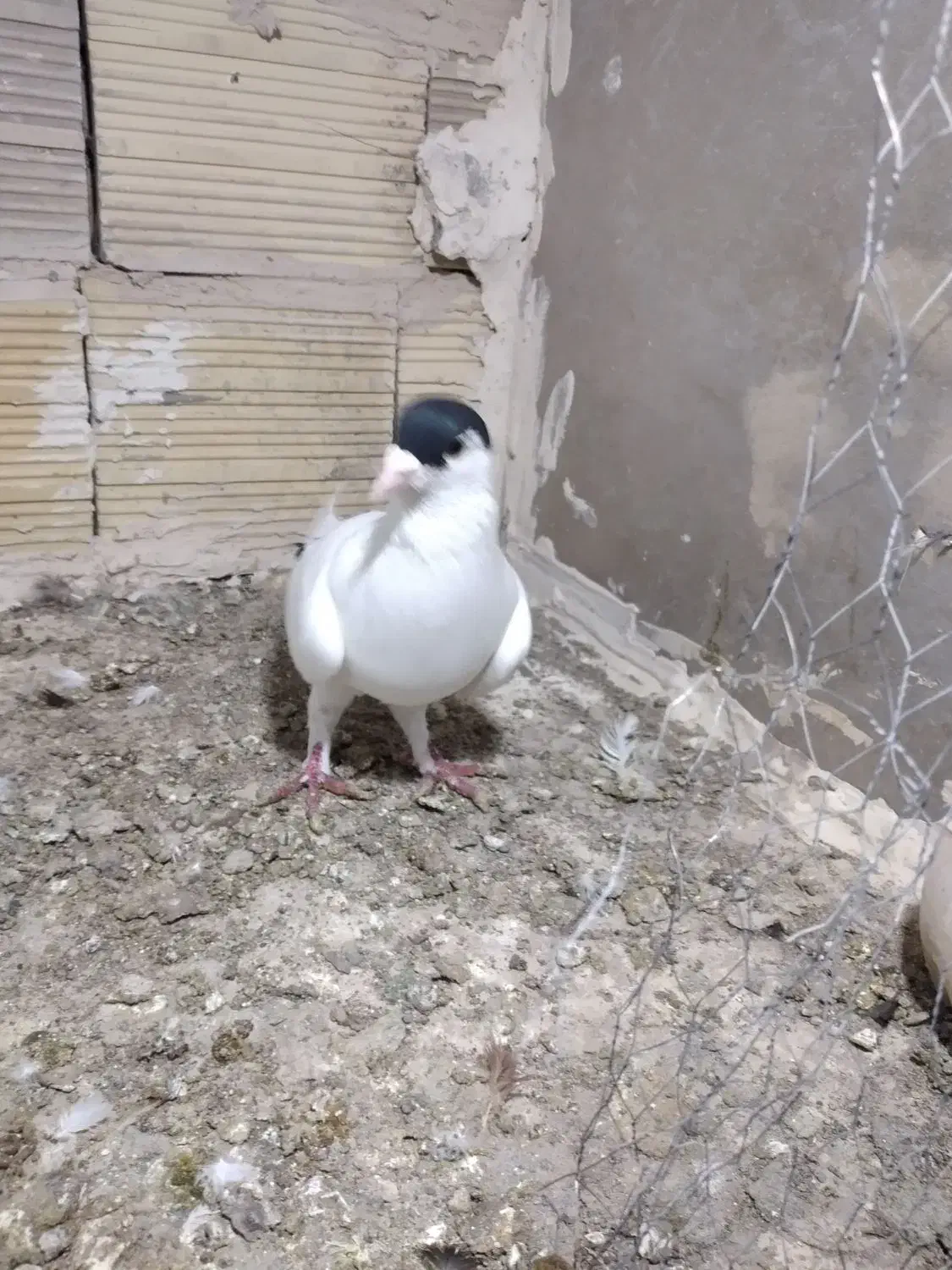 کفتر|حیوانات|مشهد, تبادکان|دیوار