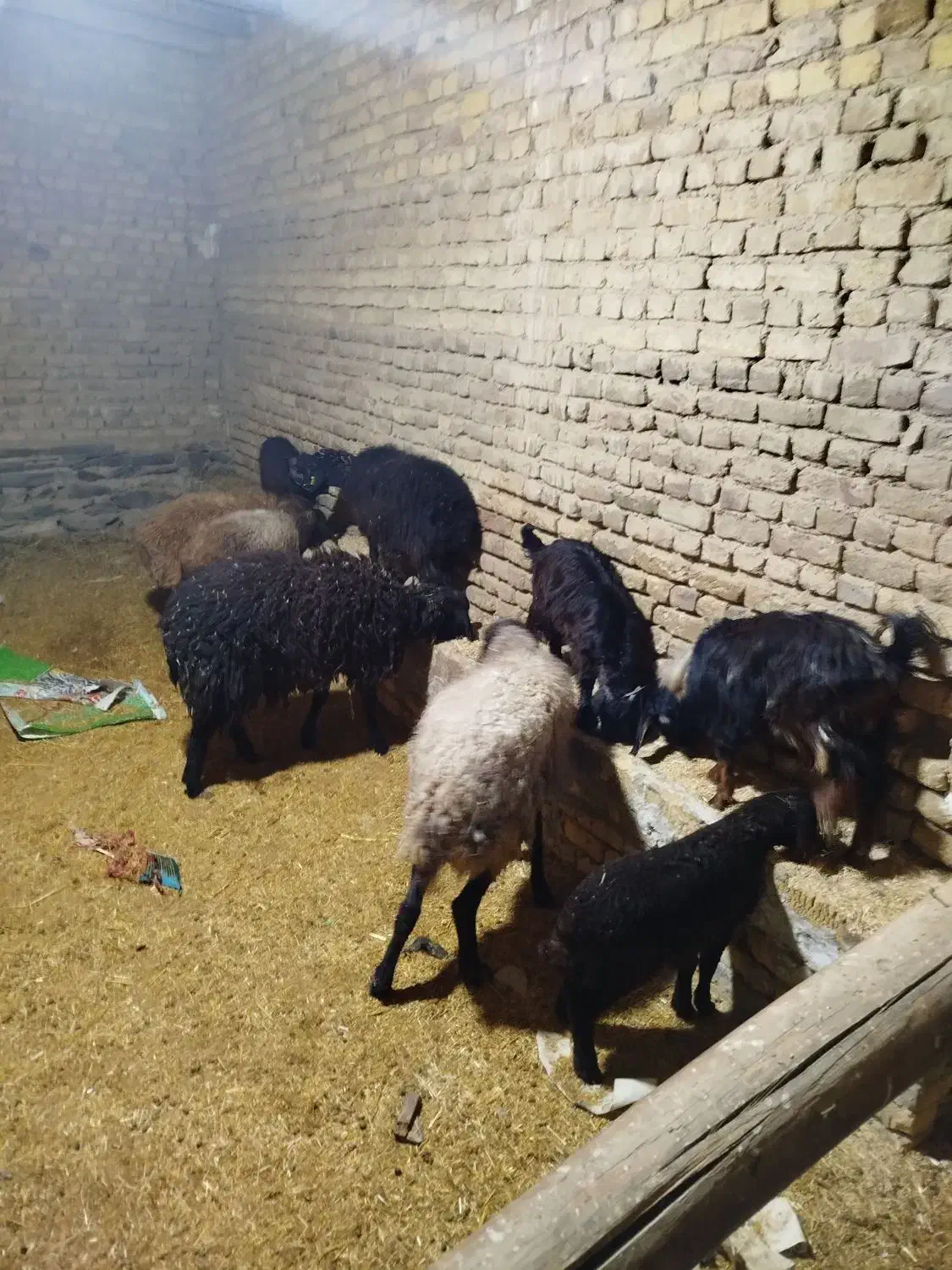میش و بره گوسفند و بزغاله|حیوانات مزرعه|اراک, |دیوار