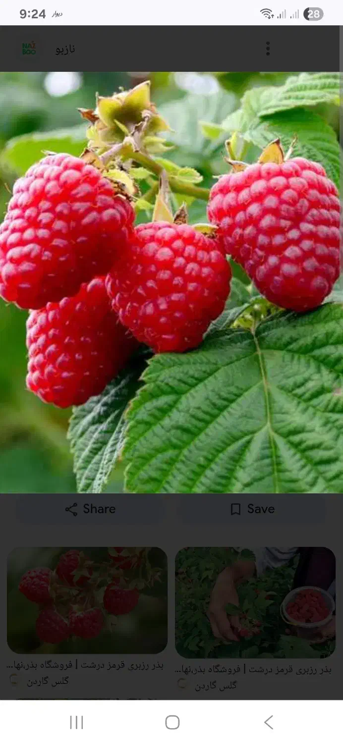 راهنمایی میکنم در کشت گلخانه ای|خدمات باغبانی و درختکاری|تهران, دکتر هوشیار|دیوار