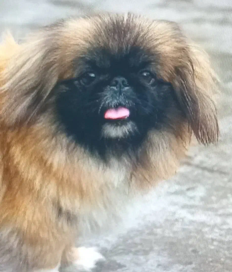 سگ گمشده|حیوانات|بندر انزلی, بی بی حوریه|دیوار